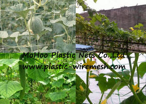 Wholesale canned garden pea: Plant Support Net&Mesh Pea&Bean Net&Mesh Climbing Plant Support Net Flower/Garden Plant Support Net Wholesale canned garden pea: Plant Support Net&Mesh Pea&Bean Net&Mesh Climbing Plant Support Net Flower/Garden Plant Support Net
