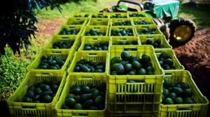Wholesale fuertes avocado: Natural Organic Avocado Whole/Flesh/Oil