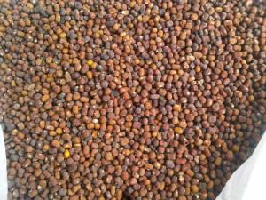 Wholesale power: Mucuna Bracteata & Pueraria Javanica Seeds