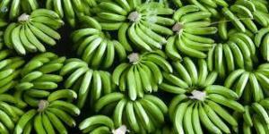 Wholesale dates: Green Banana
