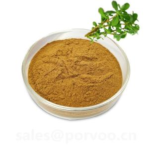 Wholesale improve concentration: 100% Pure Natural Bacopa Monnieri Extract Powder,The Main Benifits of Bacopa Extract