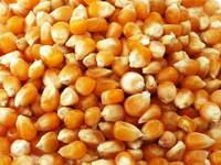 Animal Feed Yellow Corn Grade 2,3