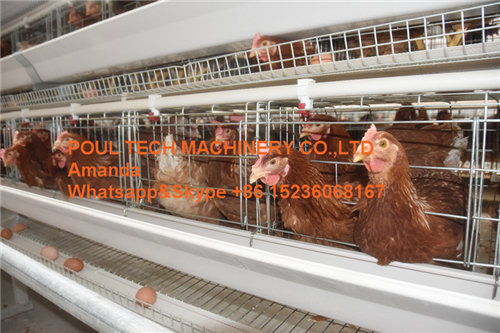 Download Poultry Farm A Type Automatic Battery Layer Chicken Bird ...