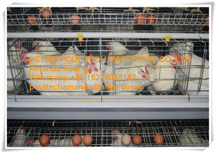 Download A Frame Automatic Layer Breeder Chicken Battery Cage Coop System For Poultry Chicken Bird Farming Id 10652739 Buy China Layer Breeder Chicken Cage Hybrid Chicken Cage Hen Cock Chciken Cage Ec21