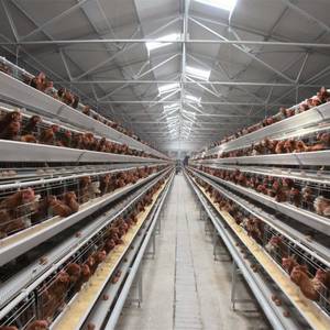 Wholesale poultry equipment: Galvanized Chicken Poultry Farm Equipment Layer Chicken Cage