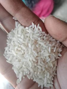 Wholesale t: Rice