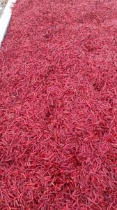 Wholesale good quality onion: Red Chilli