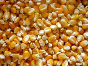 Wholesale dried: Yellow Maize /Dried Yellow Maize