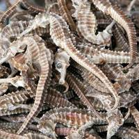 Sell Quality Dried Sea Horse,