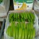 Sell New Green Cavendish Banana from Ecuador