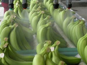 Wholesale 7 inch: Green Cavendish Bananas From Ecuador