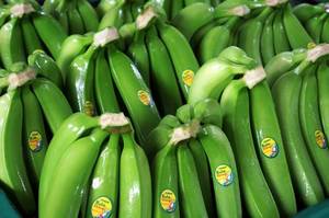 Wholesale cavendish: AAA Cavendish Bananas , Fresh Green Banana.