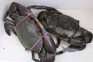 Wholesale Fish & Seafood: Fresh Frozen and Live Mud Crabs , Red King Crabs , Soft Shell Crabs , Blue Crab