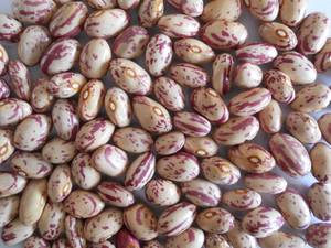 Wholesale type common: Sugar Beans, White Speckled Beans Kidney Beans