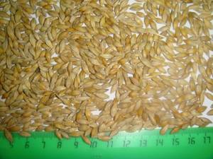 Wholesale Barley: Animals Feed Barley