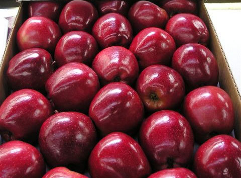 https://image.ec21.com/image/prolibertyglobal/oimg_GC10131495_CA10133036/Fresh-Royal-Gala-Fuji-Golden-Delicious-Red-Delicious-Apples.jpg
