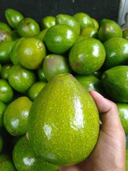 Avocado(id:11349527). Buy Indonesia Avocado - EC21