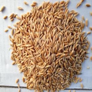 Wholesale radiation: Feed Barley