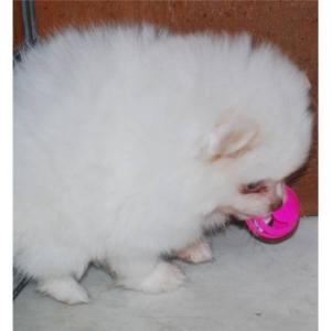 Puppyhubby Pets Puppies Pomeranian Breeder