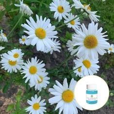Wholesale herbal shampoo: CAS 1783-96-6 Pure Organic Essential Oils Chrysanthemum Essential Oil for Massage