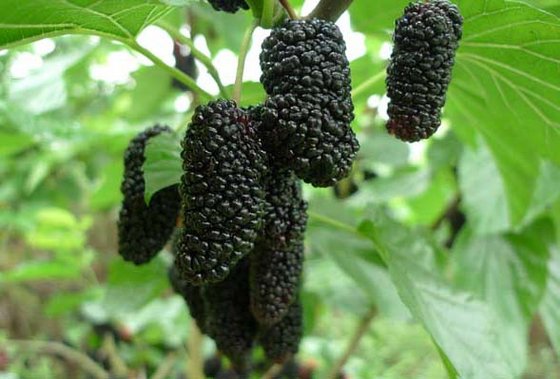 Mulberry Extract(id:9581202). Buy China Organic Mulberry, healthy ...