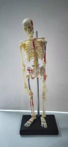 Wholesale skeleton: 3D Skeleton Model