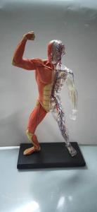Wholesale 3d model: 3D Human Model with Muscles