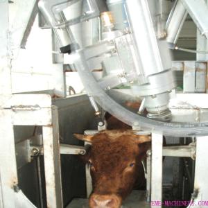 Wholesale livestock abattoir: Living Cattle Pneumatically Gun (Original: USA)