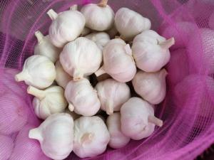 Wholesale frozen garlic: Fresh Garlic