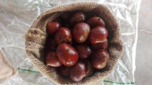 Wholesale Nuts & Kernels: Fresh Chestnut