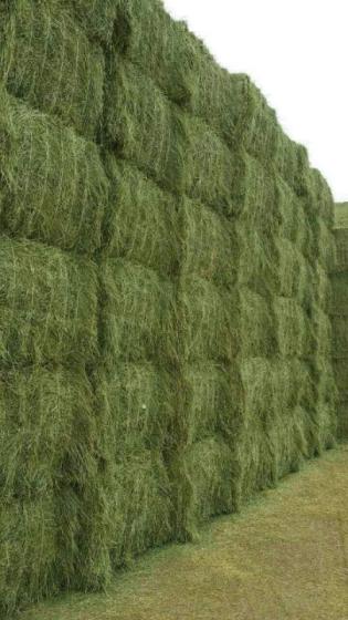 Sell Alfalfa Hay