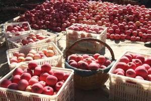 Wholesale fresh fruits: Fuji Apple