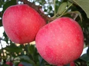 Fresh Chinese Red Paper Bagged FUJI Apples - China Fresh Apple, Apples