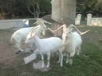 Live Boer Goats, Saanen Goats, Askanian Goats
