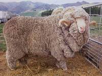 Merino Sheep and Lamb, Austrian Sheeps, Leicester Sheeps