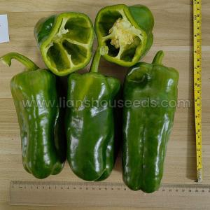 Wholesale red pepper: PS102 Lamuyo Type Sweet Pepper Variety