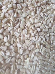 Wholesale cleaning product: White Corn NON-GMO and ORGANI Maize
