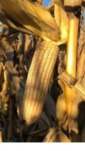 Wholesale yellow corn: White Maize Corn Non GMO and Yellow Corn Bulk