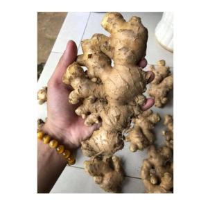 Wholesale extracts: Fresh Ginger/Fresh Garlic/Ginger Extract Powder