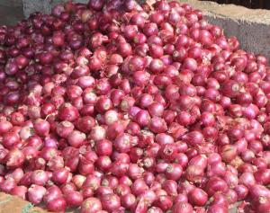 Wholesale supplies: Fresh India Red Onion Bulk Supplies.