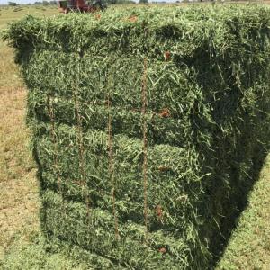 Wholesale Hay: Alfalfa Hay
