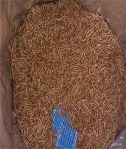 Wholesale beard products: Freeze Dried Mealworm