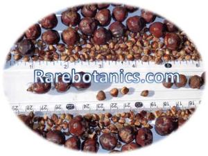Wholesale seed oil: Juniperus Communis Seeds