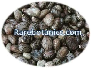Wholesale Oil Seeds: Ricinus Communis Seeds