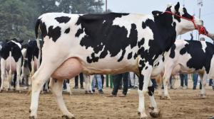 Wholesale competitive price: Pregnant Holstein Heifers Cows/Holstein Heifers / Friesian Cattle