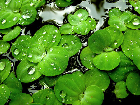 Details on Duckweed