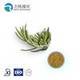 1. GMP Manufacture Rosemary Extract Rosmarinus Officinalis