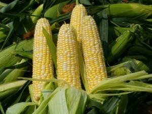 Wholesale USA Yellow Corn, USA Yellow Corn Manufacturers - EC21