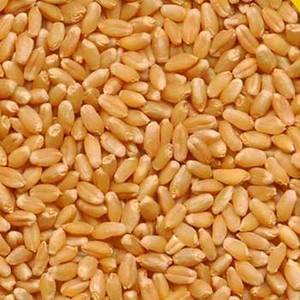 Wholesale Wheat: Hard Milling Winter Wheat Grains