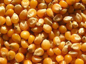 Wholesale other oils: Animal Feed Yellow Corn Grade 2,3